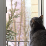 【悪天候でも安心】ペット火葬・動愛園の対応とは？